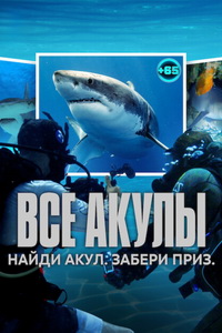   / All the Sharks (2025)